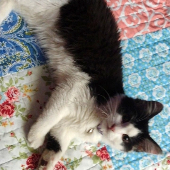 Newest Foster kitties Girl Anna - Picture 2 of 2